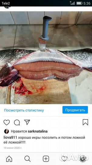 Свежая живая рыба щука