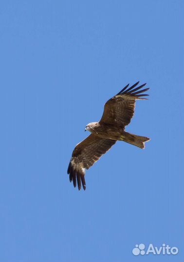 Объектив nikon 55 300 mm
