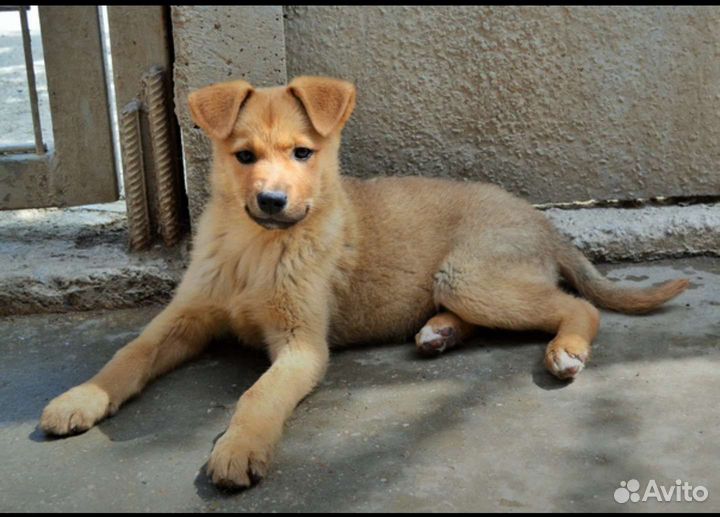 Щенки бесплатно