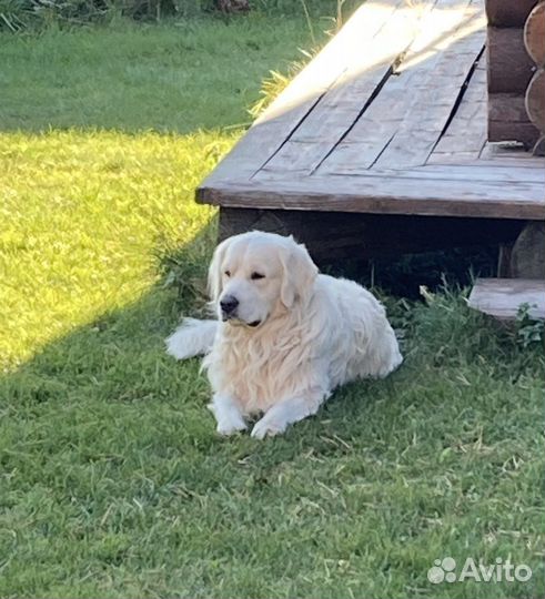 Золотистый ретривер вязка