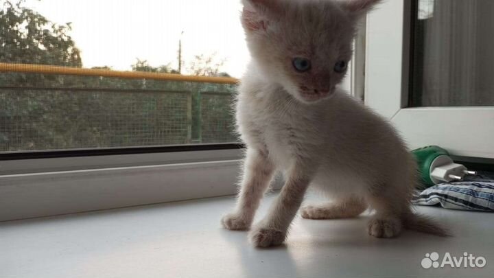 Отдам бесплатно