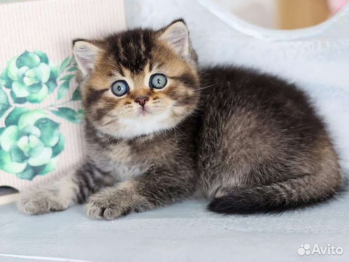 Британские котята n 25