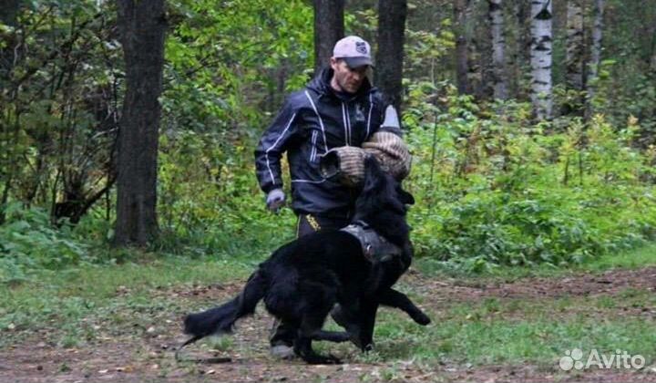 Щенки немецкой овчарки