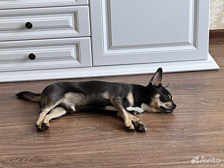 Вязка кобель чихуахуа