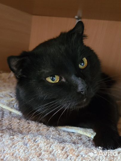 Шотландский кот (метис)