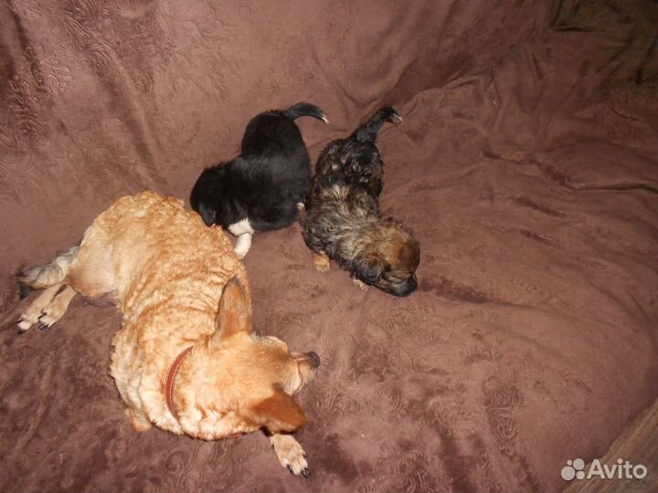 Щенки русский той-терьер
