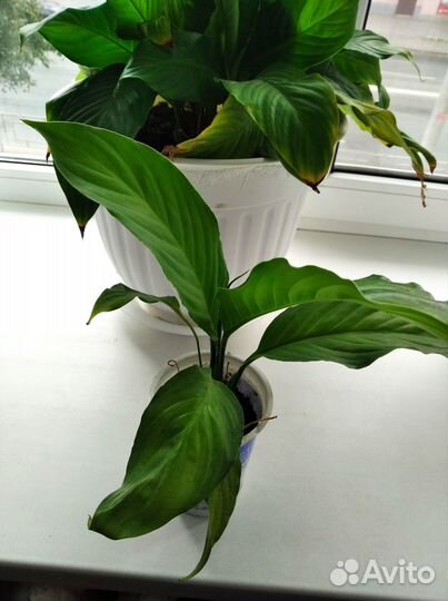 Женское счастье 