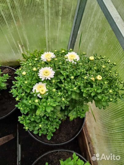 Хризантема Мультифлора