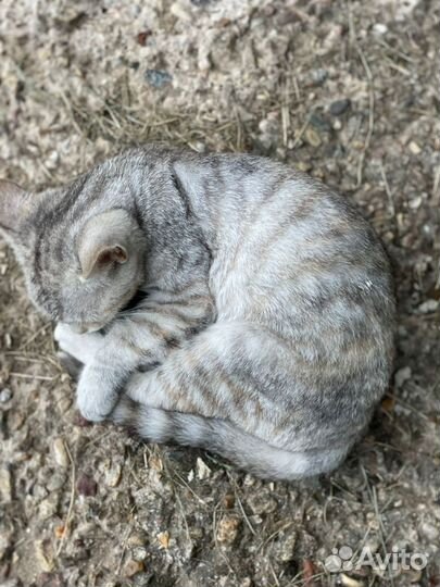 Отдадим котят бесплатно в добрые руки