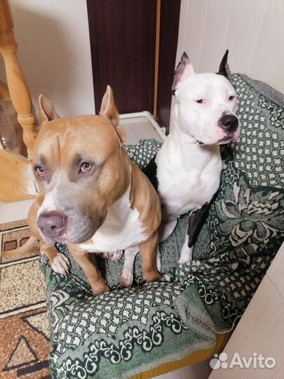 Американский стаффордширский терьер