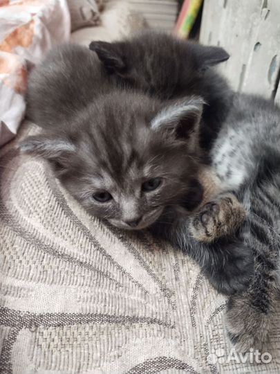 Кошки