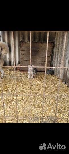 Щенки сибирской хаски