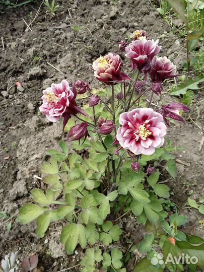 Аквилегия махровая