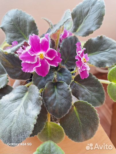 Фиалки цветущие в горшке