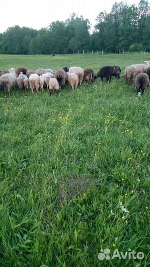 Овцы бараны