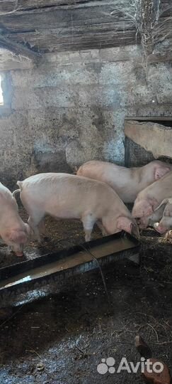 Продам поросят