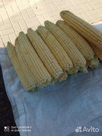 Сладкая кукуруза