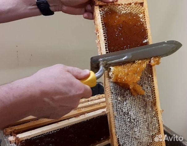 Мед 2024 года из Алтая оптом