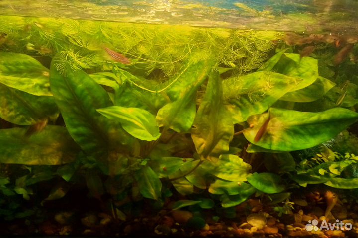 Аквариумные растения