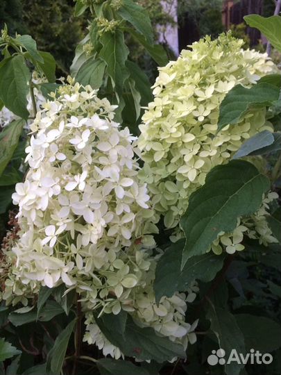 Гортензии