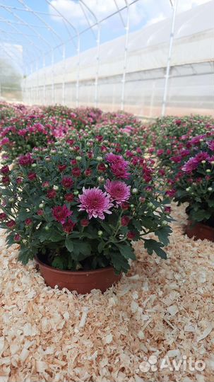 Хризантемы мультифлора