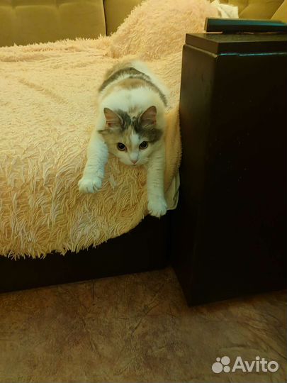 Кошка в добрые руки