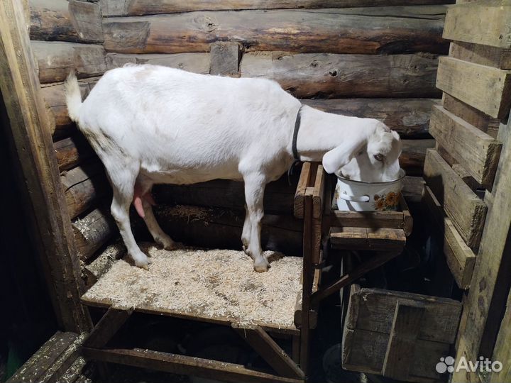 Альпо-нубийские козы