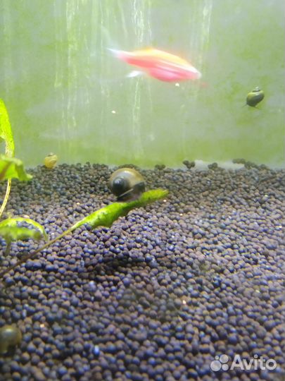 Улитки ампулярии