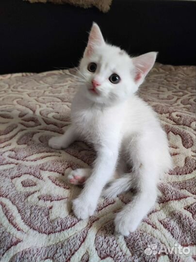 Отдам котенка