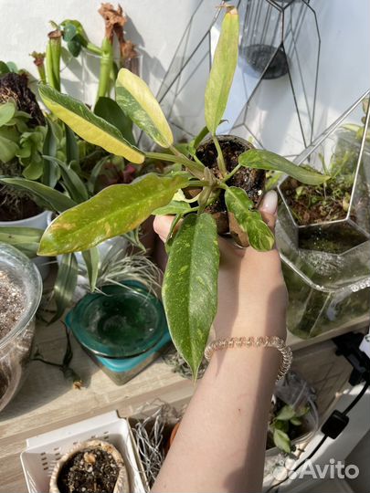 Филодендрон ring of fire