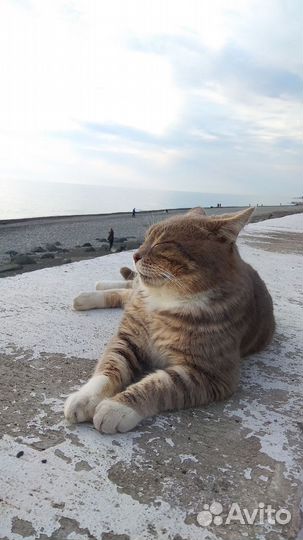 Сочи на новый год