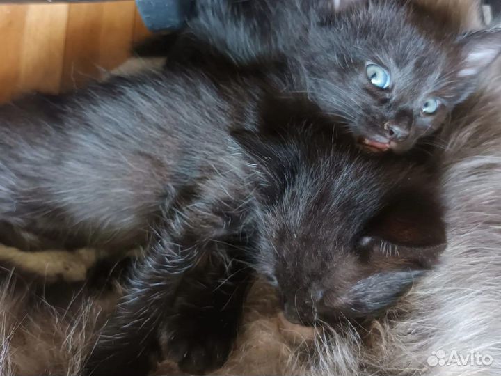 Котята в добрые руки 1.2 месяцев