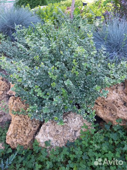 Бересклет Форчуна сорт Эмеральд Гаити