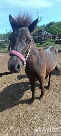 Шетлендские пони