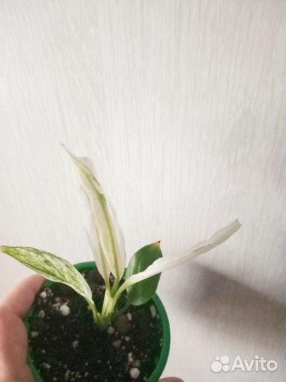 Спатифиллум Город Ангелов