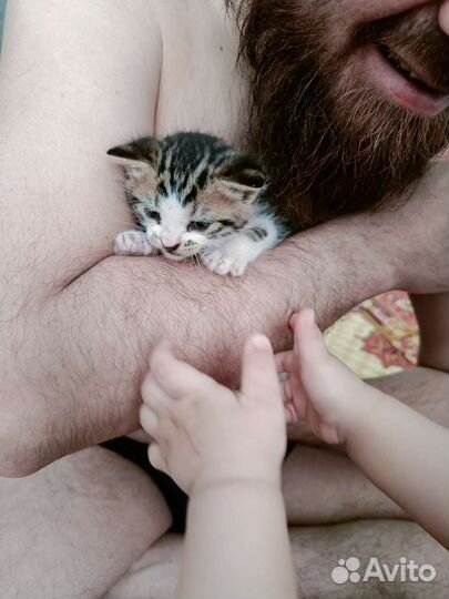 Кошка в дар бесплатно