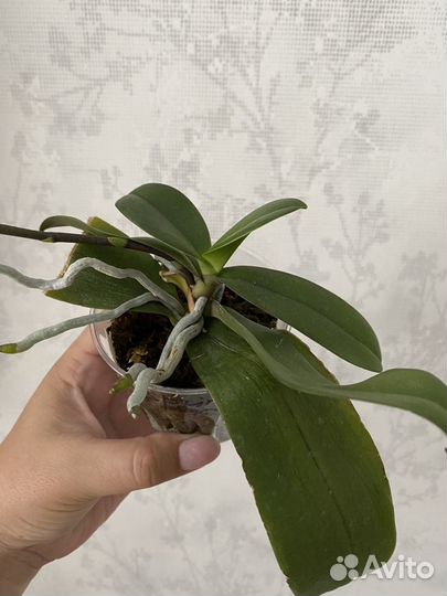 Орхидея spring dancer