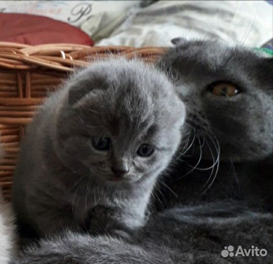 Шотландские котята