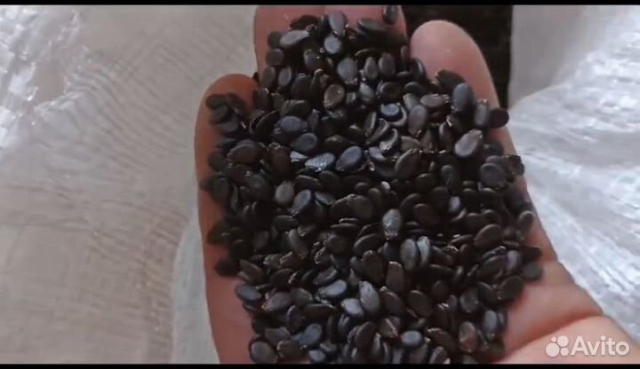 Семена арбуза