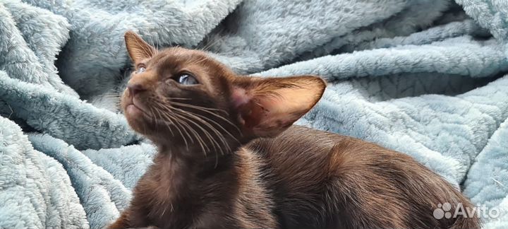 Ориентальные котята