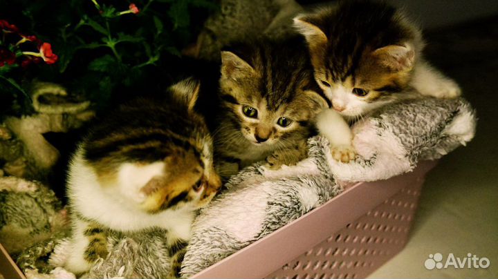 Котята в добрые руки
