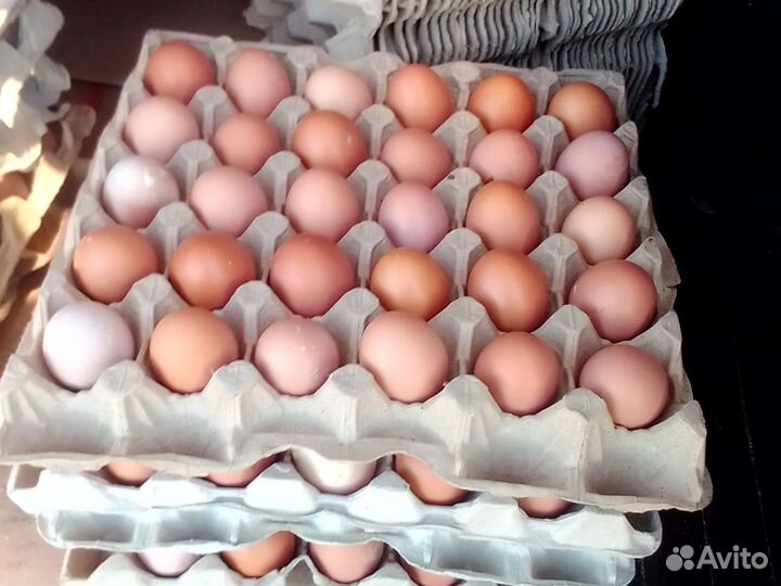 Куриное домашнее яйцо можно оптом