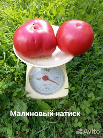 Коллекционные семена томатов