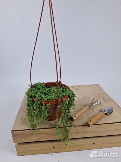 Крестовник роули