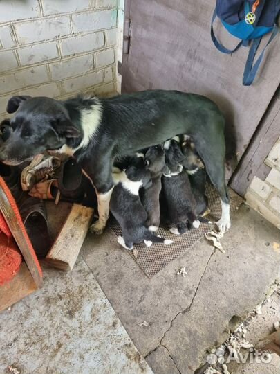 Собака в добрые руки