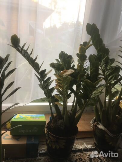 Цветок «Замиокулькас»