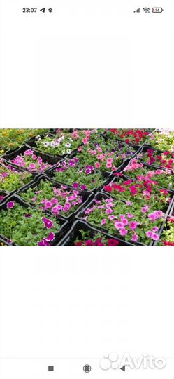 Рассада петунии