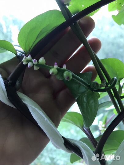 Базелла молодые росточки