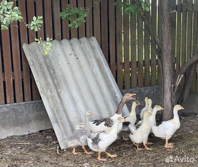 Продаются гусята