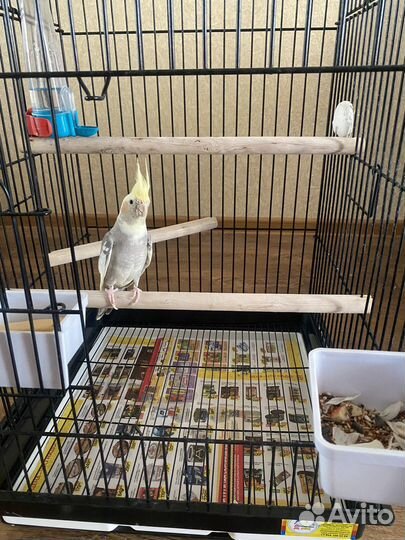 Попугай корелла с клеткой